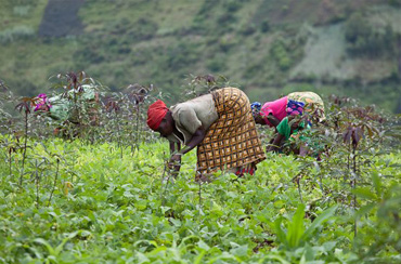 Best Way to Do Eco and Agriculture